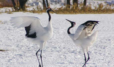 Red-crowned cranes