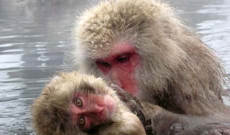 Snow monkeys