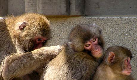Iwatayama monkey mountain