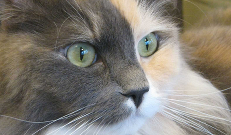 Cat cafés