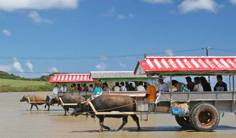 Water buffalo
