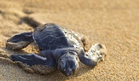 Loggerhead turtles