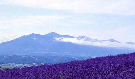 Biei's lavender fields 