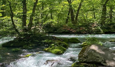Guided Oirase Gorge Walking Tour