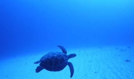 Snorkelling with sea turtles