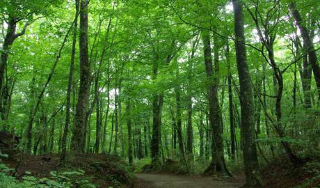 Shirakami Sanchi mountain range