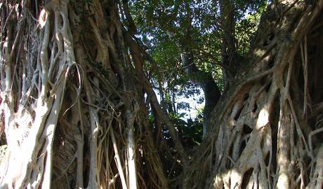 Yakushima's giant cedar trees