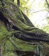 Day 5-7 Yakushima