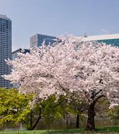 Day 1-3 Tokyo
